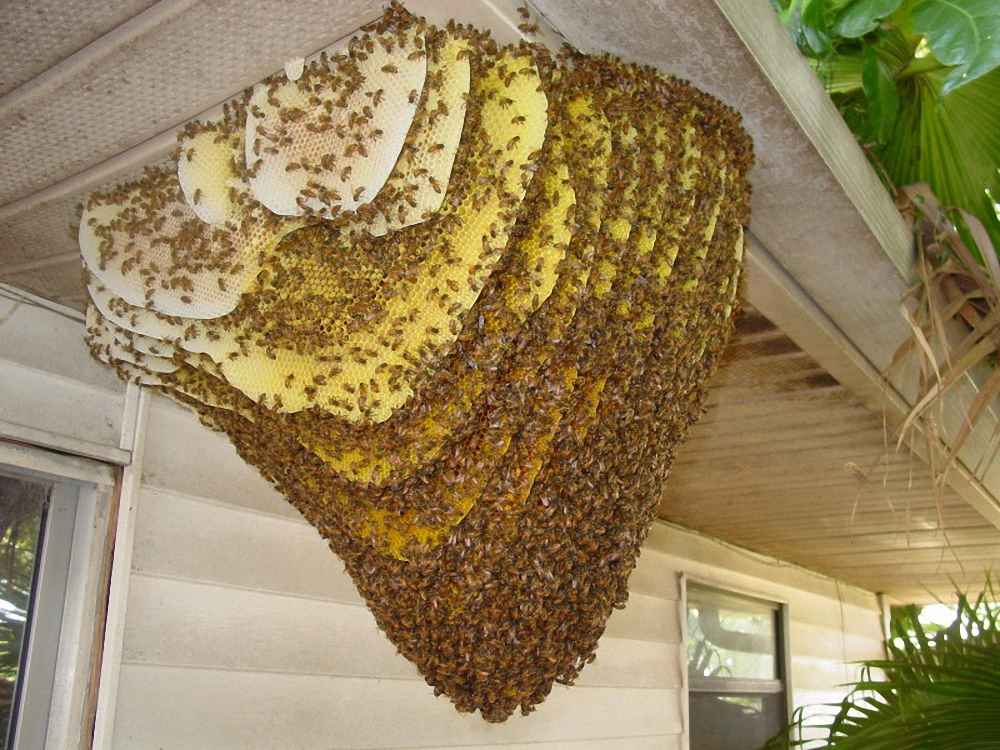 کلنی زنبور عسل با لانه سازی طبیعی