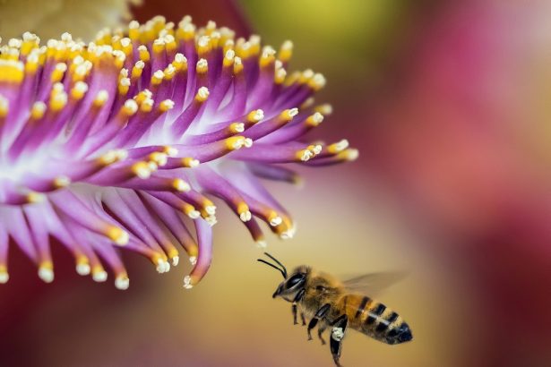 کنترل کنه واروا در زنبورعسل