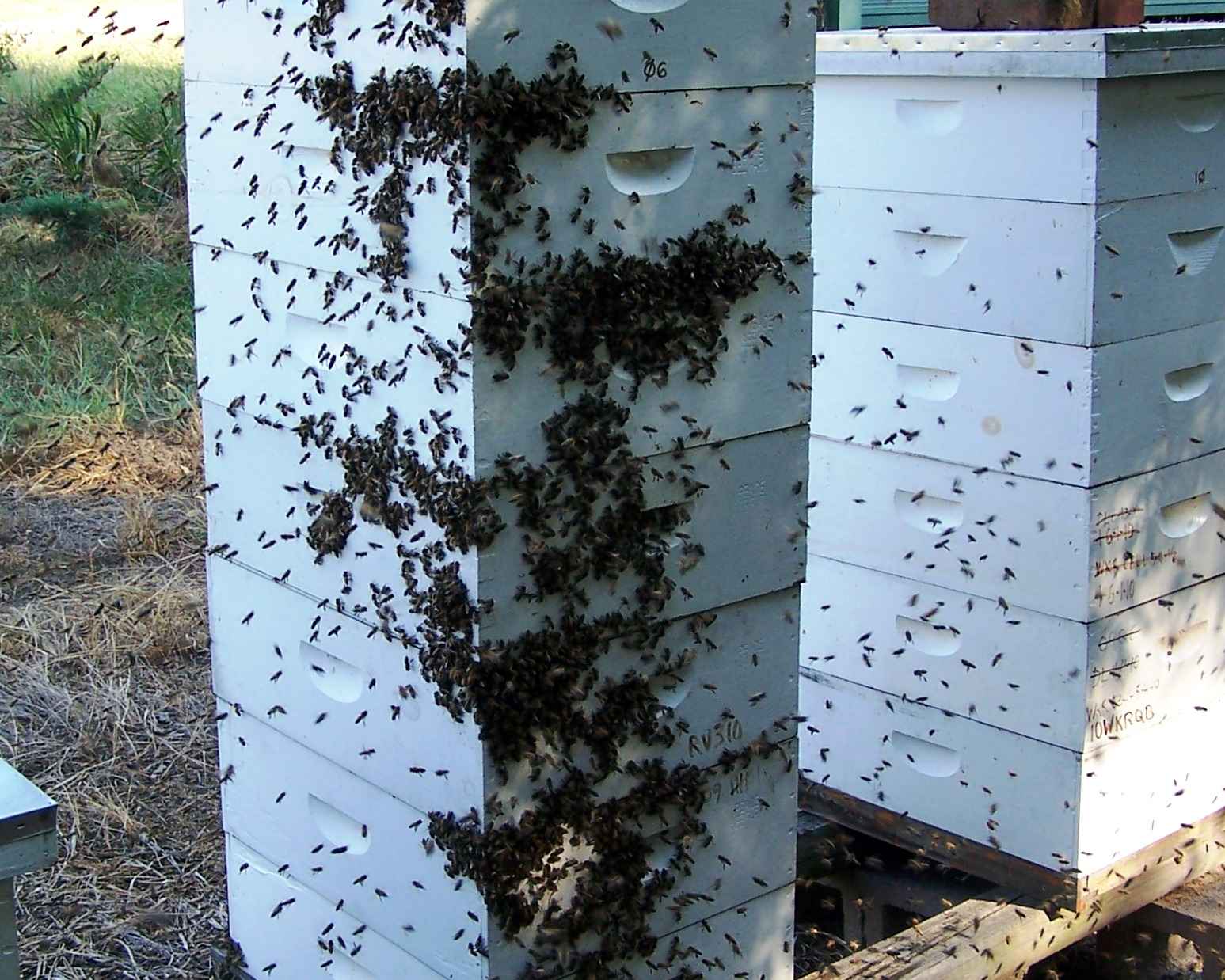 کندوی زنبور عسل در حال غارت