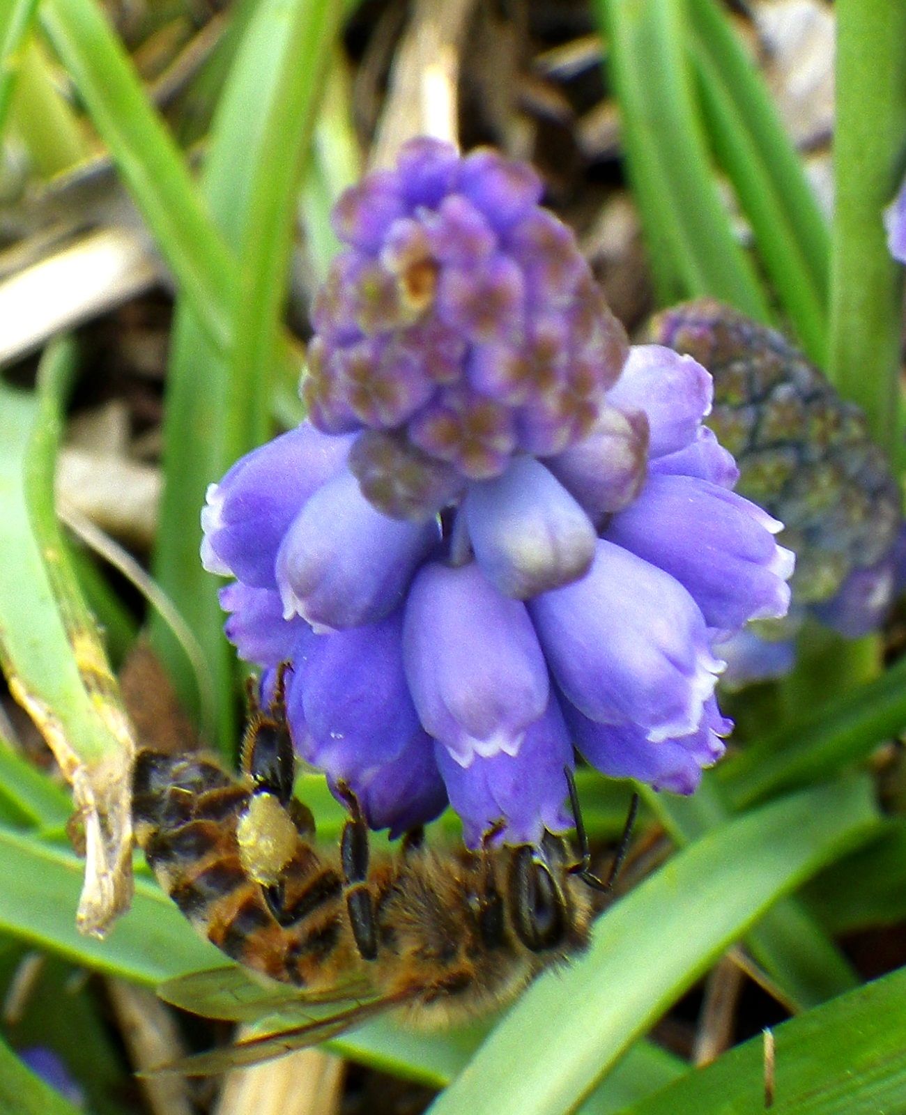 گرده افشانی اولین گیاهان بهاری توسط زنبور عسل