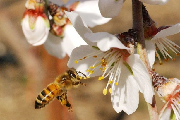 گرده افشانی گل های درختان میوه توسط زنبور عسل