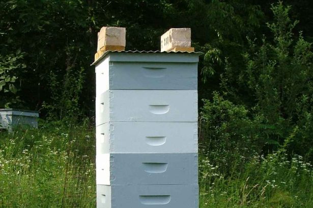 یک کندوی زنبور عسل بسیار قوی